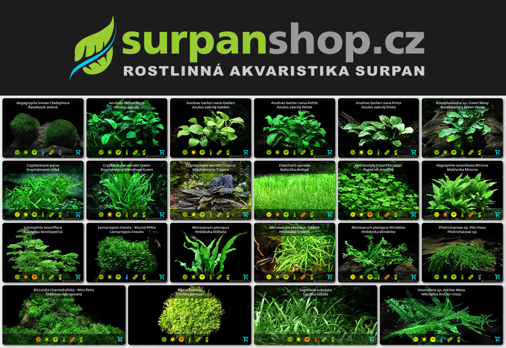 prodej akvarijnich rostlin SURPAN